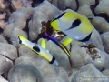 Teardrop Butterflyfish at Cleaning Station