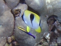 Teardrop Butterflyfish at Cleaning Station