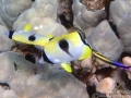 Teardrop Butterflyfish at Cleaning Station