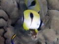 Teardrop Butterflyfish at Cleaning Station