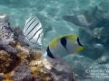Teardrop Butterflyfish and Convict Tang, both Juveniles