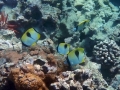 Four Teardrop Butterflyfishes