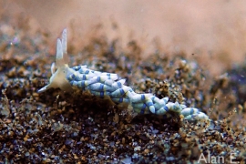 Tenellia Sp. #1 Tenellia Sp. #1