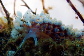 Tenellia sp. 25 Tenellia sp. 25