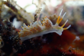 Tenellia sp. #5 Tenellia sp. #5