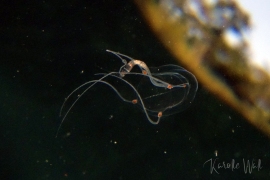 DSC4777-thimble-jelly DSC4777-thimble-jelly