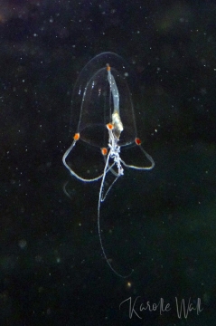 Sarsia princeps