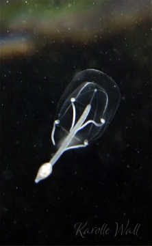 Sarsia sp.