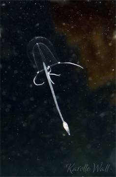 Sarsia sp.