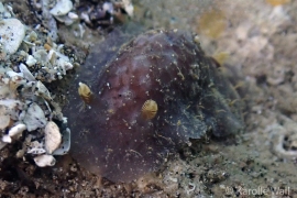 Avaldesia tamatoaa Larger with Pronounced Papillae Avaldesia tamatoaa Larger with Pronounced Papillae