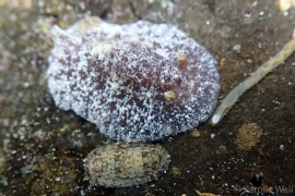 3070044-thordisa-setosa-wm 3070044-thordisa-setosa-wm