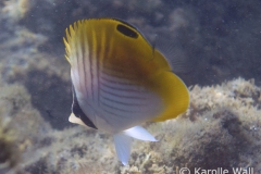 Threadfin Butterflyfish