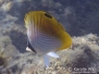 Threadfin Butterflyfish