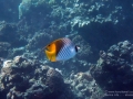 DSC07617_threadfin_butterflyfish_wm