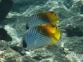 DSC08394_threadfin_butterflyfish_wm-c72