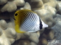 _DSC1206_juv_threadfin_butterflyfishWM-c24