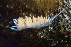 THREE-LINED AEOLID, CORYPHELLA TRILINEATA THREE-LINED AEOLID, CORYPHELLA TRILINEATA