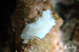 Three-lined Flatworm, cf. Euryleptid 6 Three-lined Flatworm, cf. Euryleptid 6