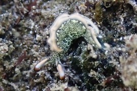 Thuridilla carlsoni Thuridilla carlsoni