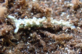 Kathy's Thuridilla Kathy's Thuridilla