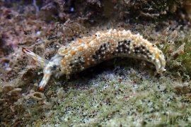 Thuridilla Sp. 3 Thuridilla Sp. 3