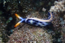 Thuridilla cf. vatae Thuridilla cf. vatae