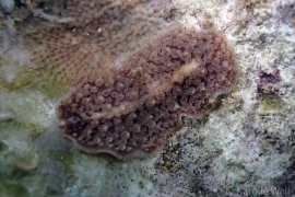 Thysanozoon or Acanthozoon A Thysanozoon or Acanthozoon A