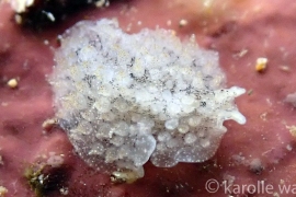 Thysanozoon or Acanthozoon B Thysanozoon or Acanthozoon B