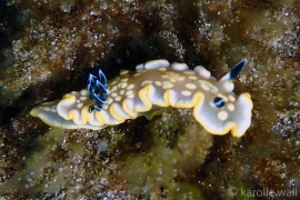 Ardeadoris tomsmithi Ardeadoris tomsmithi