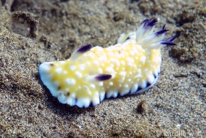 Trembling Nudibranch