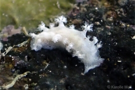 Tritoniopsis sp. #1 Tritoniopsis sp. #1