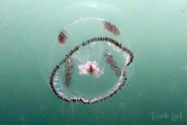 Umbrella Jelly, Eutonina indicans Umbrella Jelly, Eutonina indicans