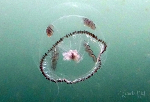 Umbrella Jelly, Eutonina indicans