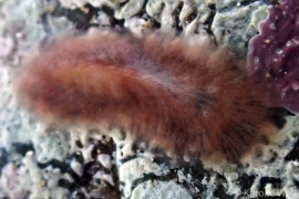 Unidentified Acotylean Unidentified Acotylean