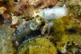 Unidentified Discodorid Sp. 12 Unidentified Discodorid Sp. 12