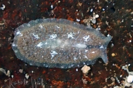 Unidentified Euryleptid, Cycloporis Unidentified Euryleptid, Cycloporis