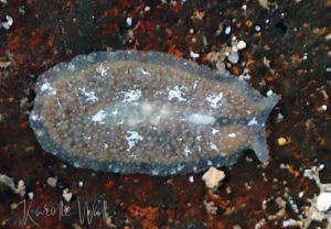 Unidentified Euryleptid, Cycloporis