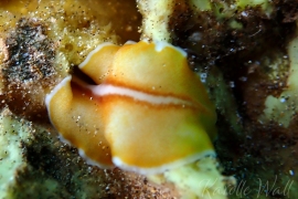 Unidentified Flatworm Sp? Unidentified Flatworm Sp?