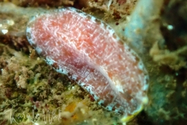 Unknown Pink Flatworm, Euryleptid? Unknown Pink Flatworm, Euryleptid?