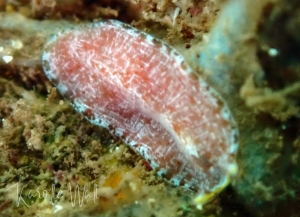 Unknown Pink Flatworm,  Euryleptid?