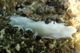 Unidentified Acotylean Unidentified Acotylean