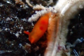 Vayssierea felis Vayssierea felis