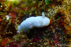 Goniobranchus verrieri Goniobranchus verrieri