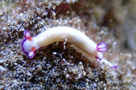 Hypselodoris violabranchia Hypselodoris violabranchia