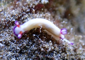 Hypselodoris violabranchia