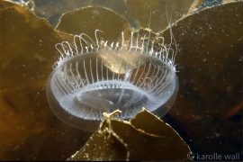 Water Jelly, Aequorea victoria Water Jelly, Aequorea victoria