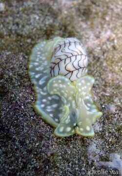 Wavy Bubble Shell
