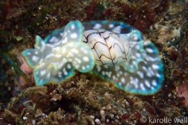 Wavy Bubble Shell Wavy Bubble Shell