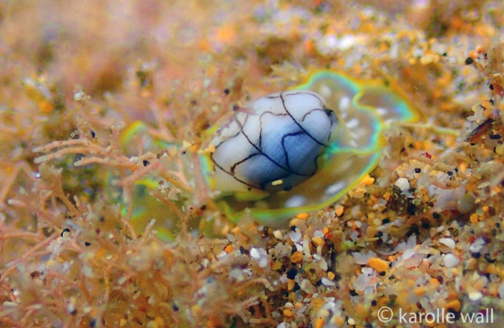 Micromelo scriptus
