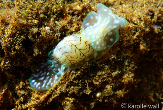 Micromelo scriptus